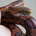 Serpent des blés (Pantherophis guttatus)